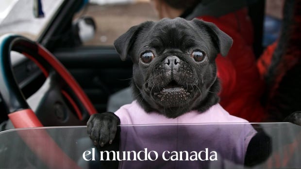 London Ontario Considers Extra Fines for Pets Left in Hot Cars London Ontario Considers Extra Fines for Pets Left in Hot Cars