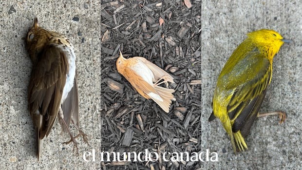 Bird Window Collisions Kill Millions Yearly: One Advocate’s Mission Bird Window Collisions Kill Millions Yearly: One Advocate's Mission