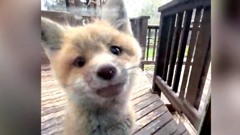 Fox Family Takes Up Residence Under Manitoba Deck: What to Do