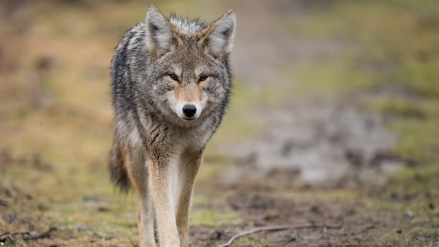 Coyote Homeless Encampment Conflict Rises in Cities, Study Warns Coyote Homeless Encampment Conflict Rises in Cities, Study Warns