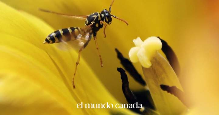BC Wasp Attack: Climber Stung 100 Times Airlifted