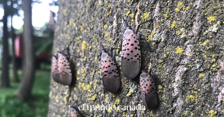 Spotted Lanternfly in Canada: First Case Found